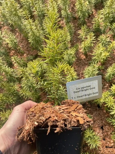 Cis Dwarf Bright Gold P9 – ung plante