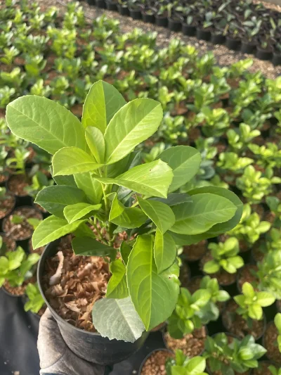 Laurowiśnia Rotundifolia C2 – visning a