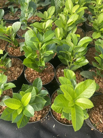 Laurowiśnia Rotundifolia C2 – visning b