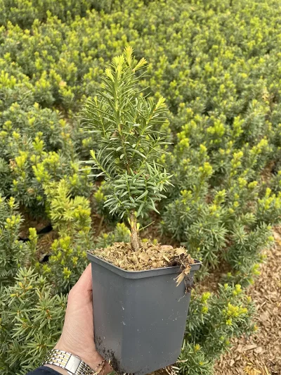 Eksempelplante 1