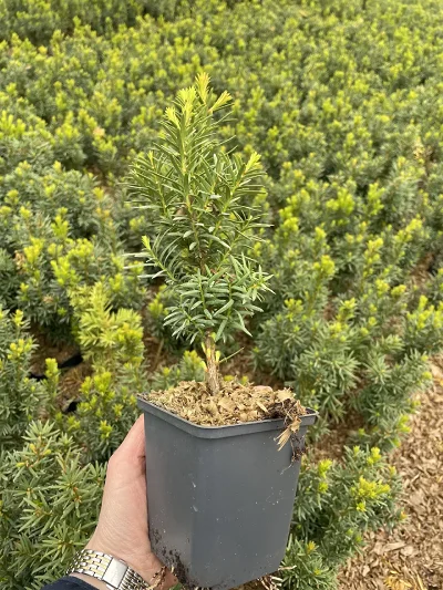 Taxus media Hicksii P9 – stikling
