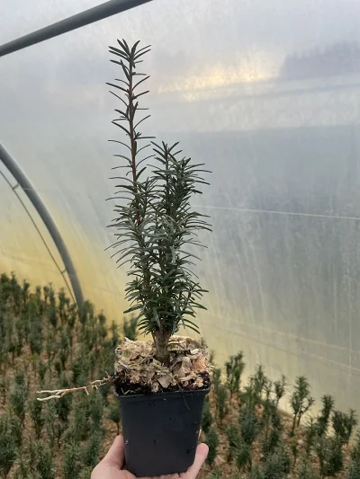 Cis pośredni Hicksii – stikling